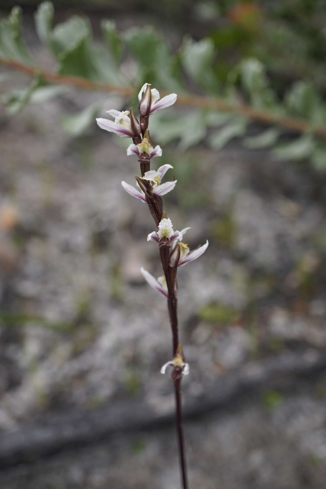 Imagem de Prasophyllum hians Rchb. fil.