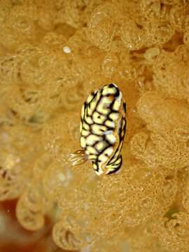 Image of Orange edge khaki slug