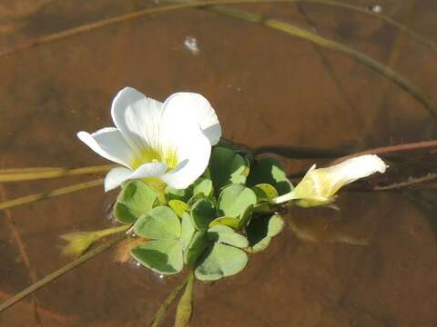 Image of Oxalis natans L. fil.