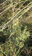 Image of Indigofera denudata Thunb.