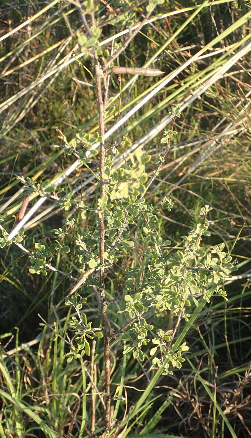 Image of Indigofera denudata Thunb.