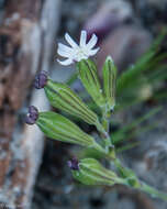 Image of <i>Silene aethiopica</i>