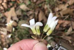 Image de Cardamine dissecta (Leavenw.) Al-Shehbaz