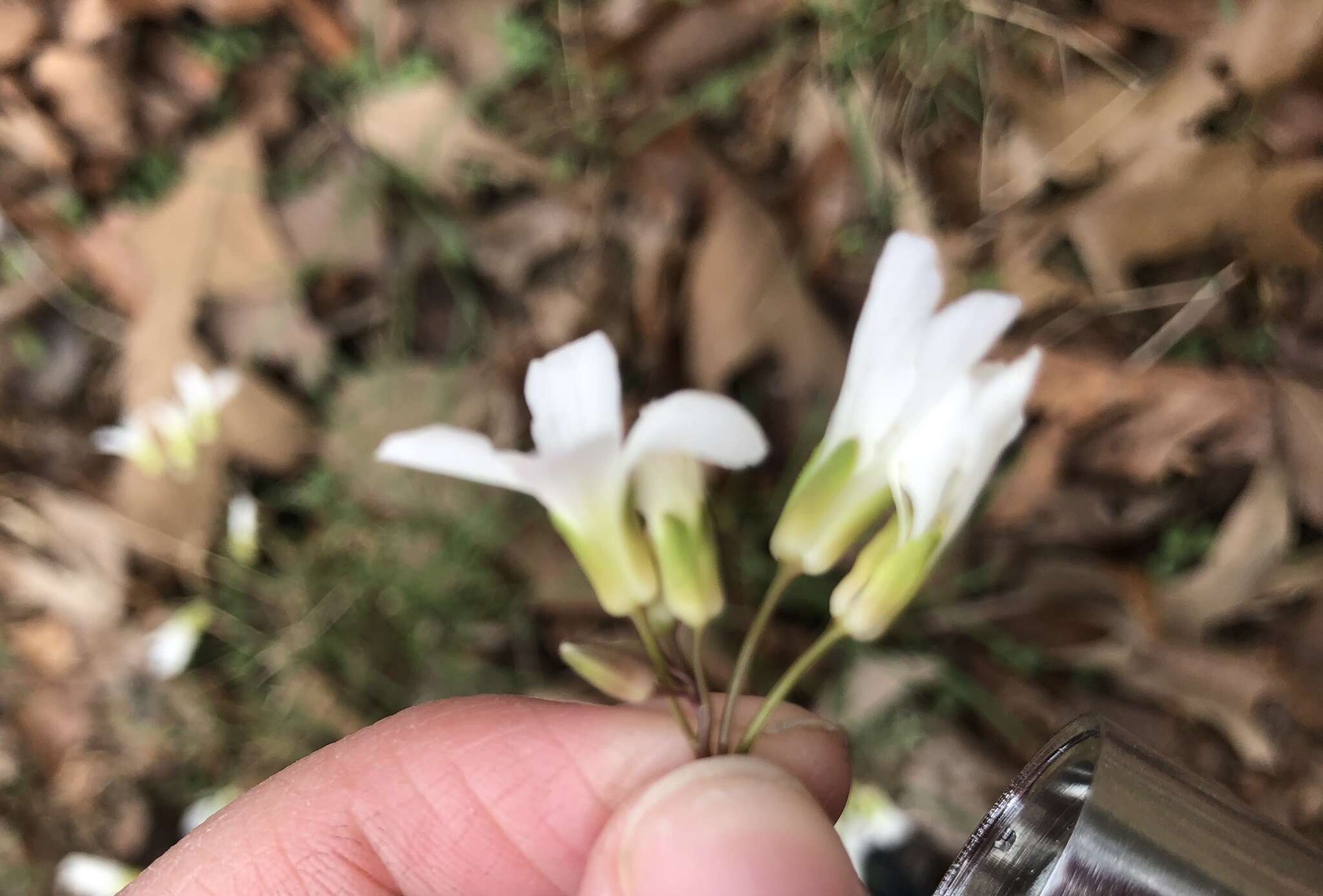 Image de Cardamine dissecta (Leavenw.) Al-Shehbaz