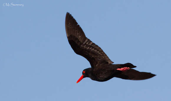 Haematopus moquini Bonaparte 1856 resmi