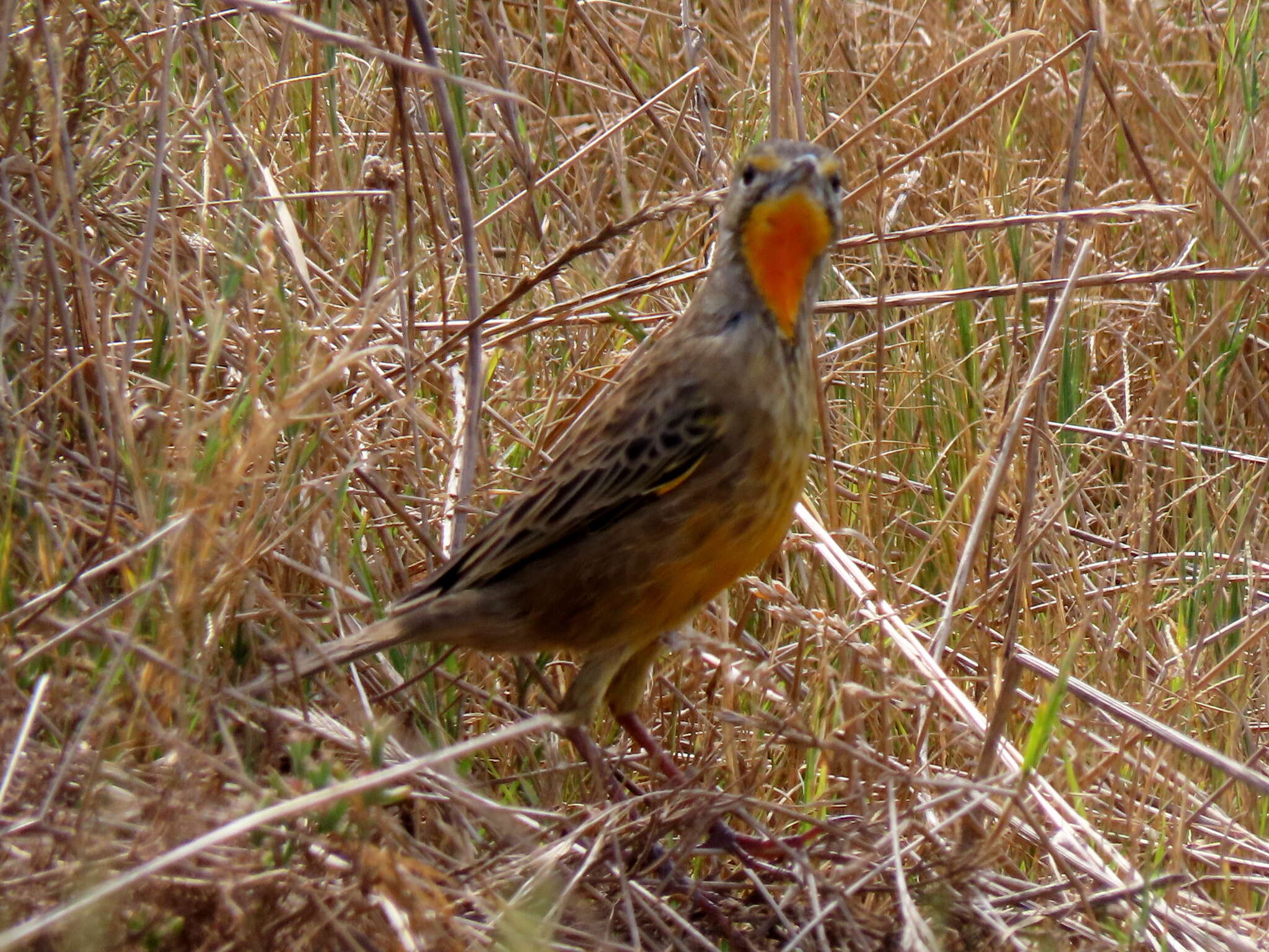 Image of Macronyx capensis capensis (Linnaeus 1766)