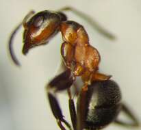 Image of Narrow headed ant