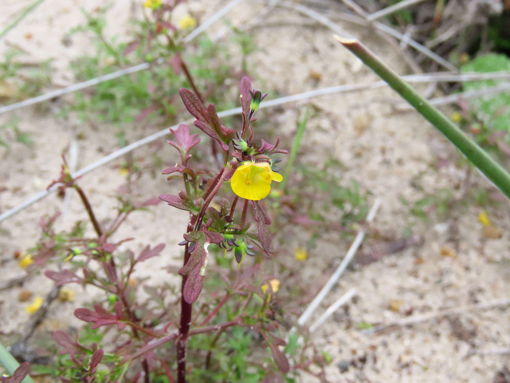 Imagem de Hemimeris sabulosa L. fil.