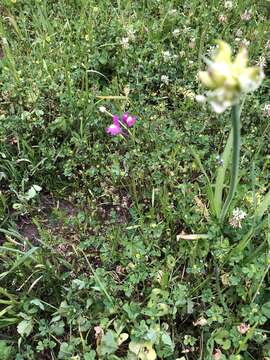 Image of Moroccan toadflax