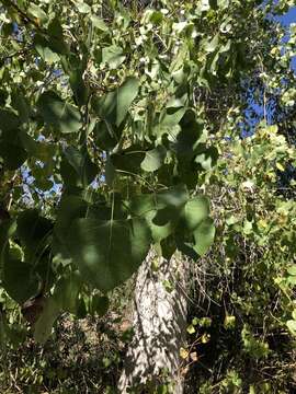 Image of Fremont cottonwood