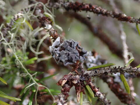 Image of Erioderma sorediatum D. J. Galloway & P. M. Jørg.