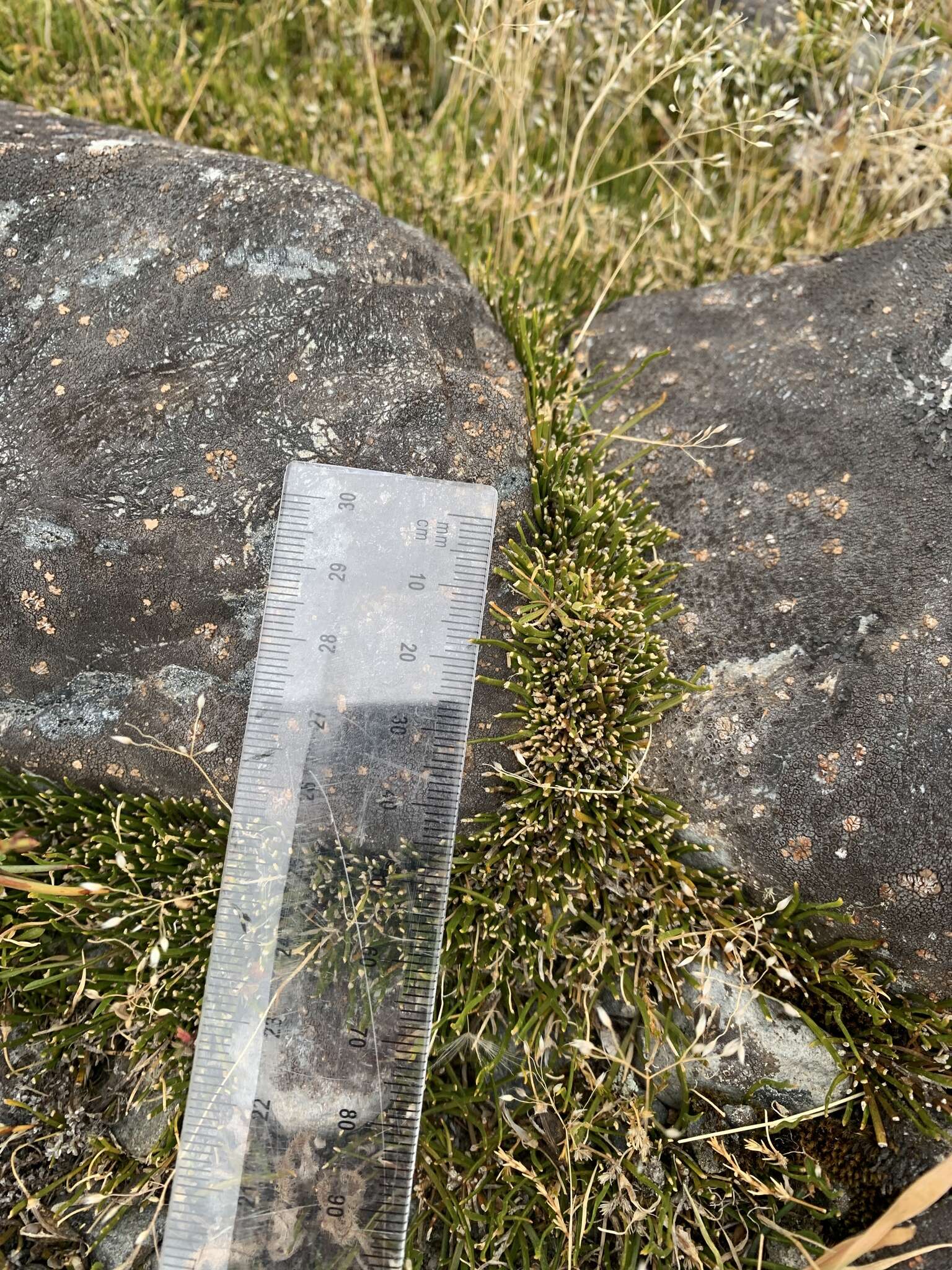 Image of Carmichaelia uniflora Kirk