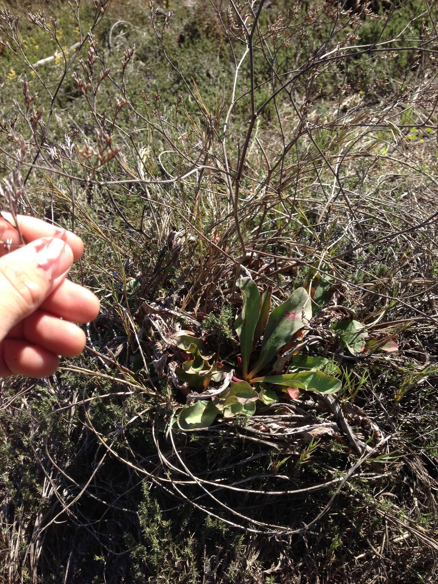 Imagem de Limonium californicum (Boiss.) Heller