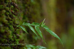 Imagem de Caulokaempferia coenobialis (Hance) K. Larsen