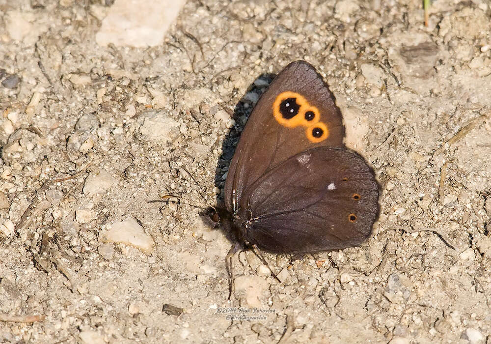 Image of Lapland Ringlet