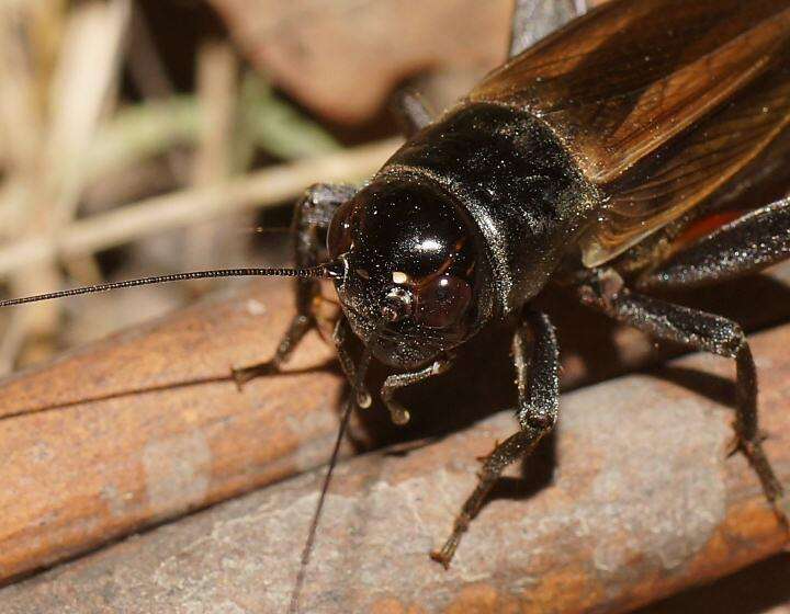 Image de Teleogryllus (Teleogryllus) commodus (Walker & F. 1869)