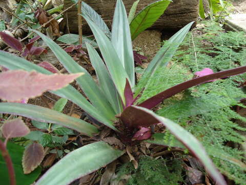 Image of Boat-Lily