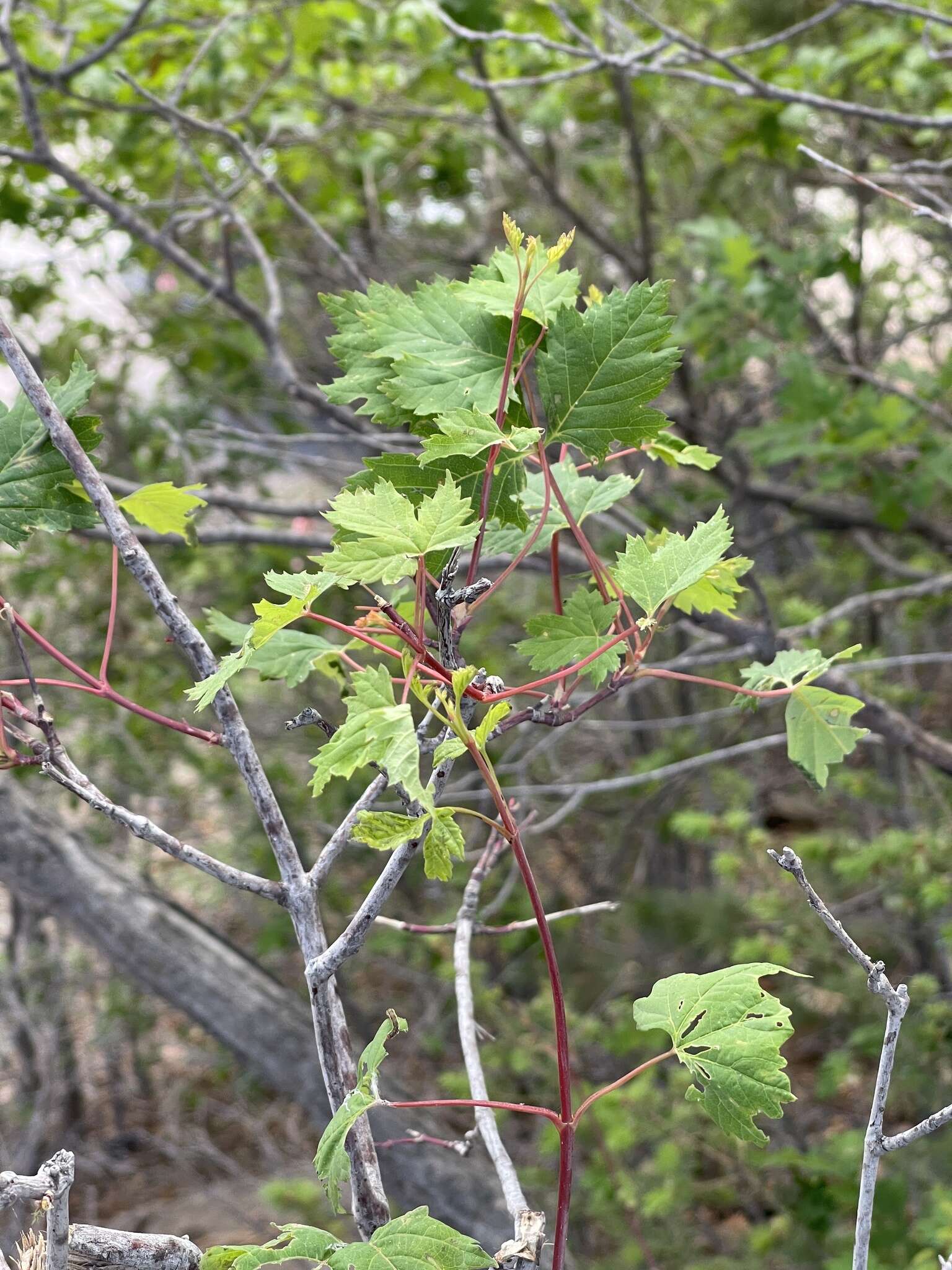 Image of New Mexico maple
