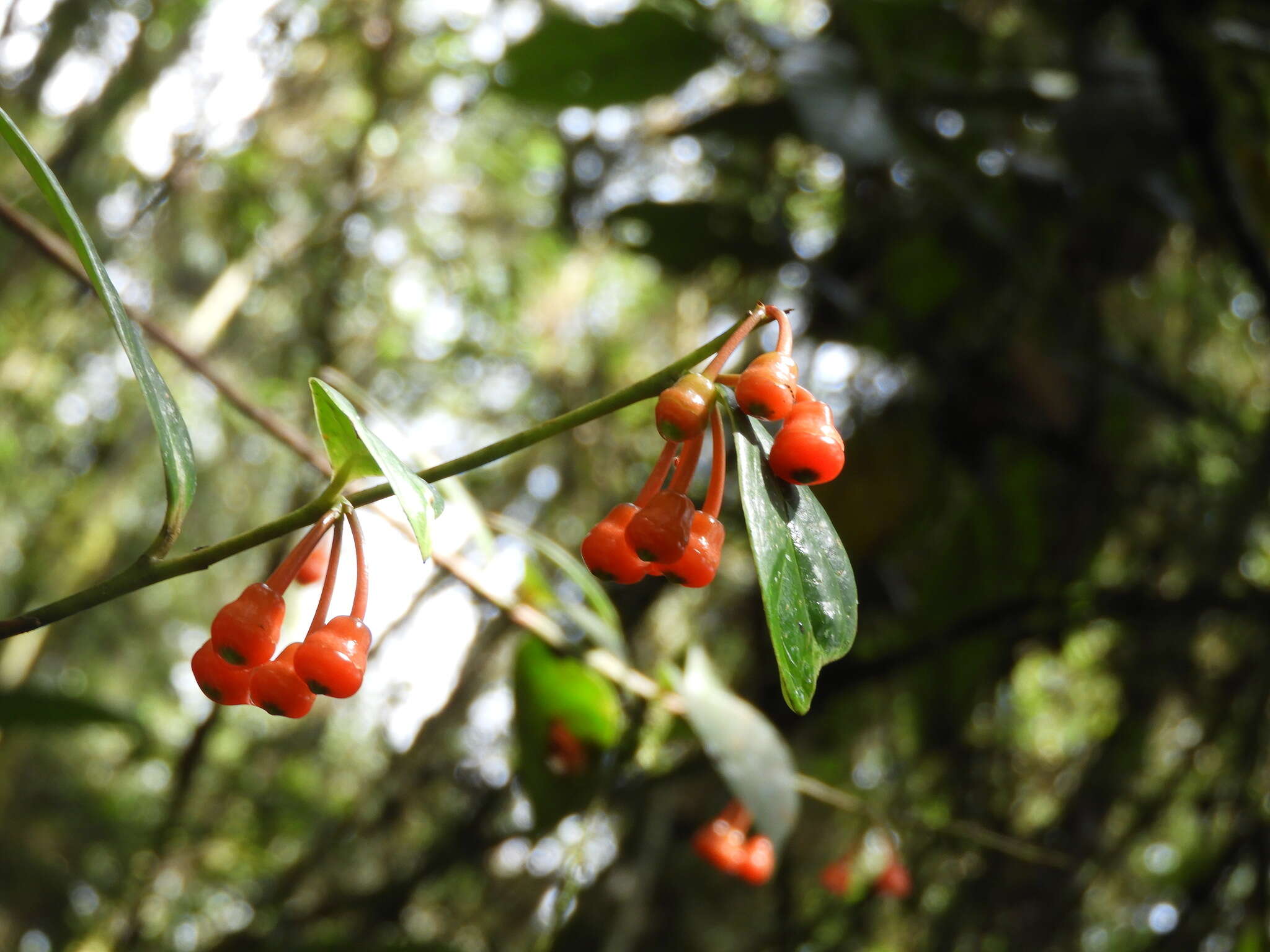 صورة Psammisia pennellii A. C. Sm.