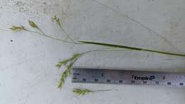 Imagem de Deschampsia atropurpurea (Wahlenb.) Scheele