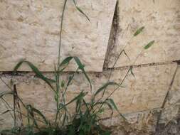 Image of shortspike canarygrass