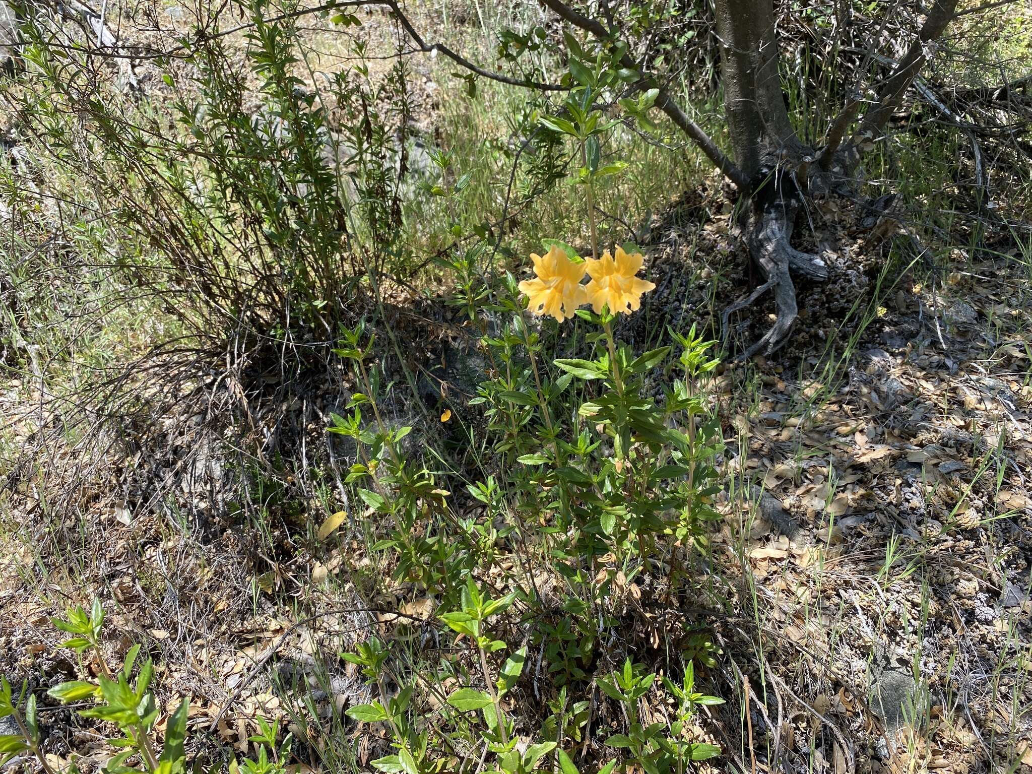 Plancia ëd Diplacus grandiflorus Groenland