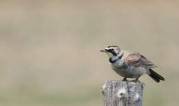 صورة Eremophila alpestris leucolaema Coues 1874