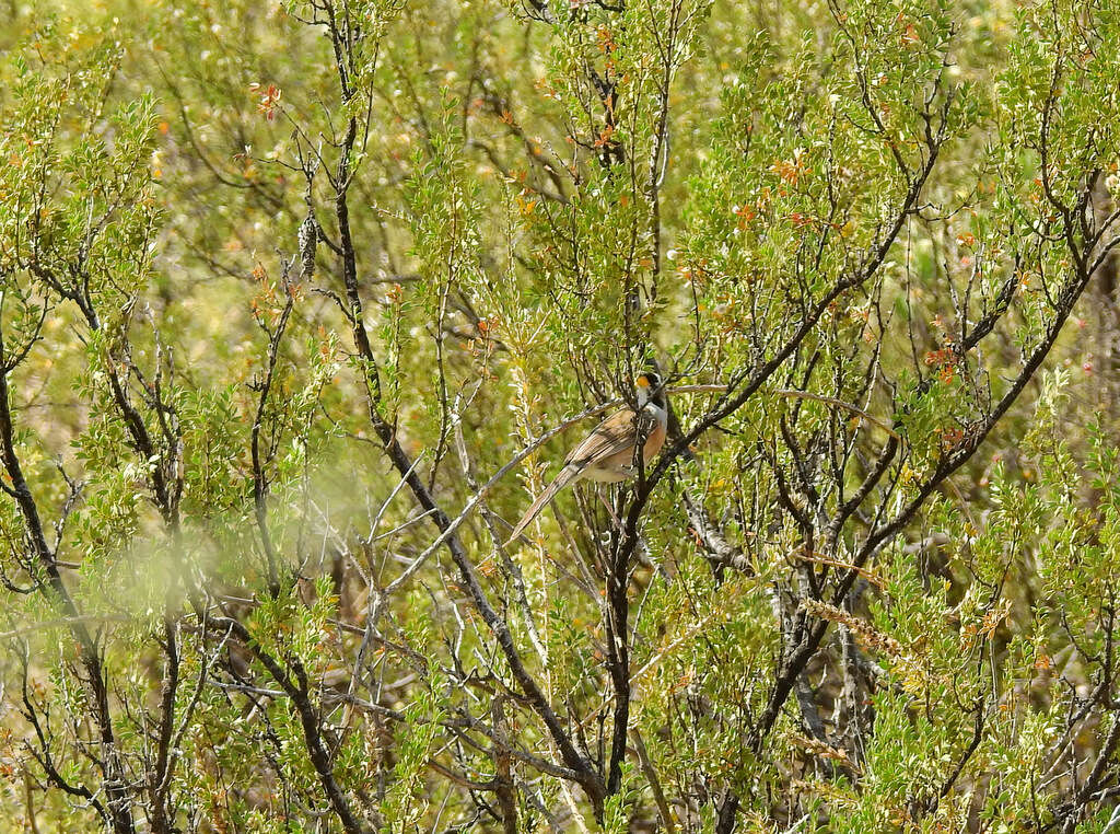 Image of Many-colored Chaco Finch