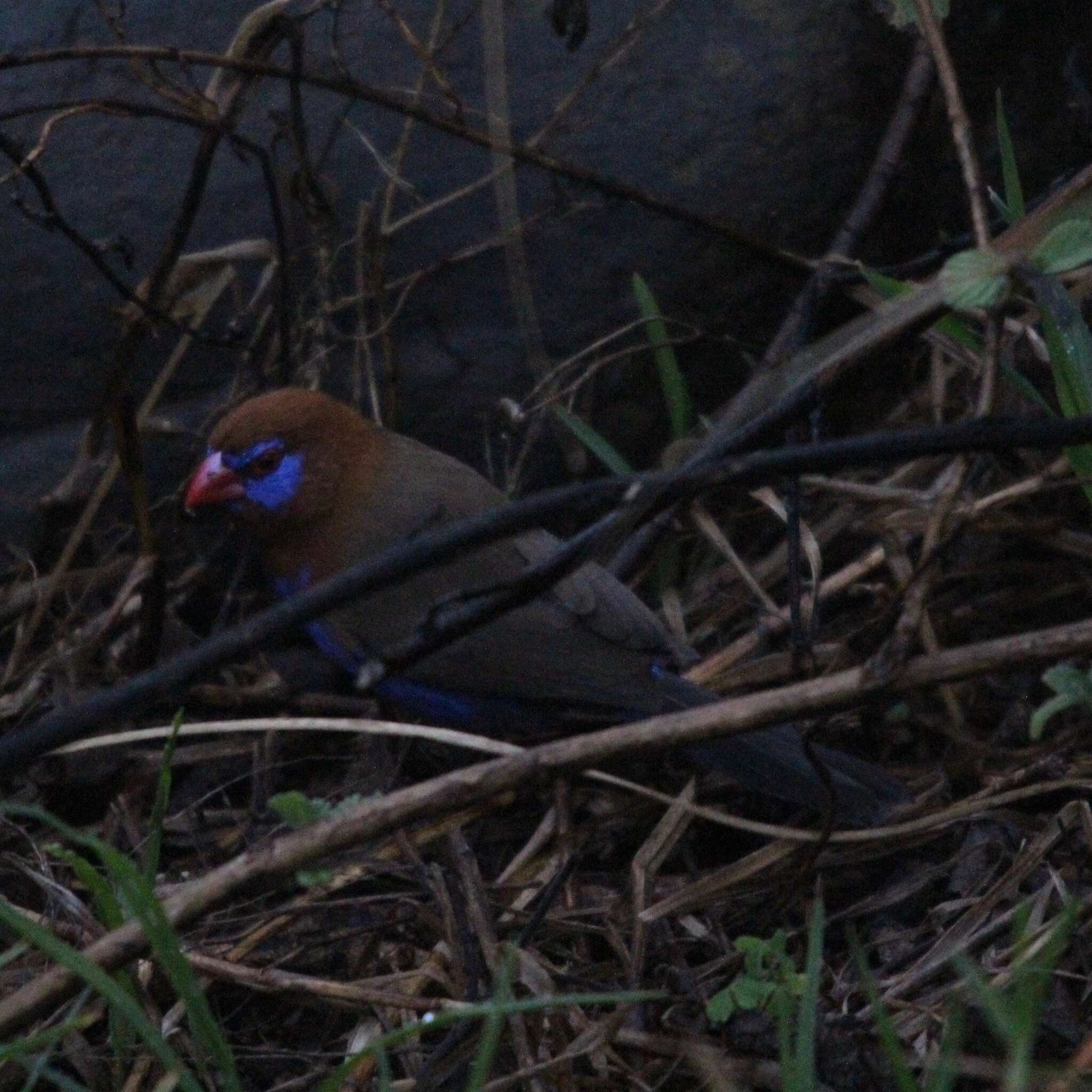 Image of Purple Grenadier