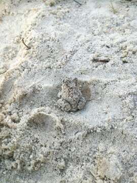 Image of Cape Sand Frog