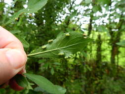 Imagem de <i>Eriophyes similis</i> (Nalepa 1890)