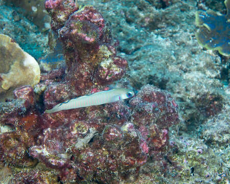 Image of Chinese zebra goby