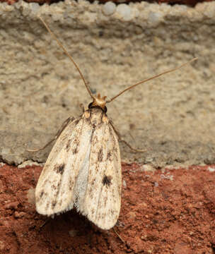 Image of Martyringa latipennis Walsingham 1882