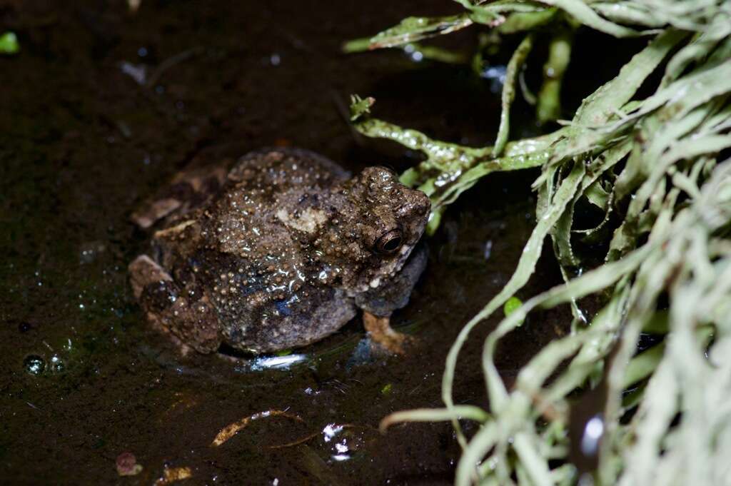 Image of Tungara Frog