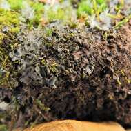 Image of Swiss kidney lichen