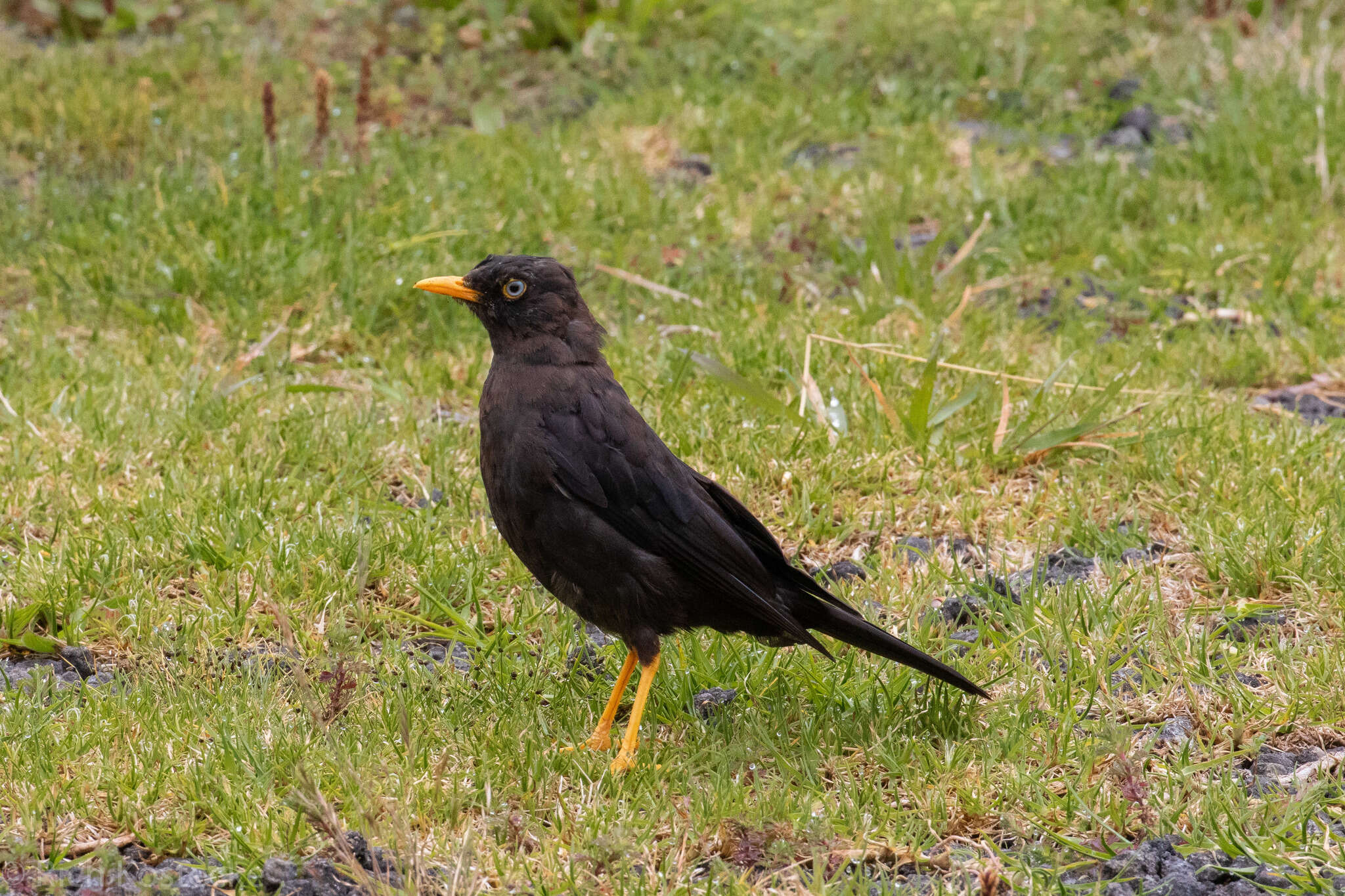 Imagem de Turdus nigrescens Cabanis 1861