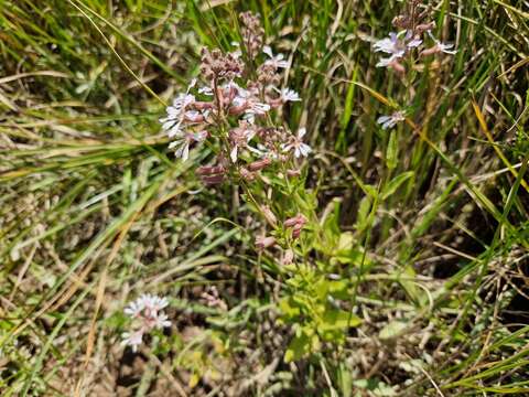 Imagem de Cuphea racemosa (L. fil.) Sprengel