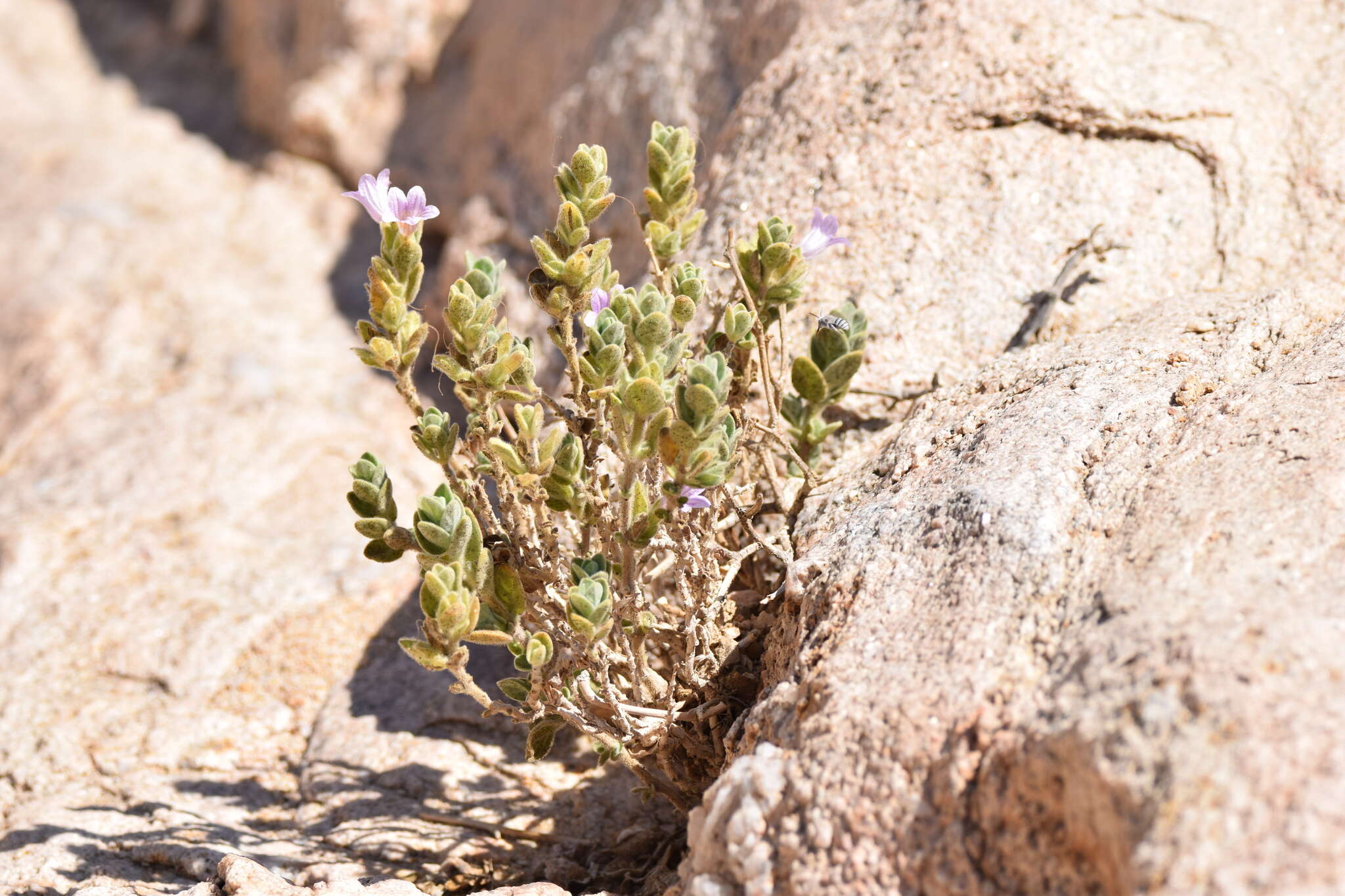 صورة Ruellia kaokoana E. A. Tripp & K. G. Dexter