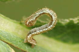 Image of tawny speckled pug