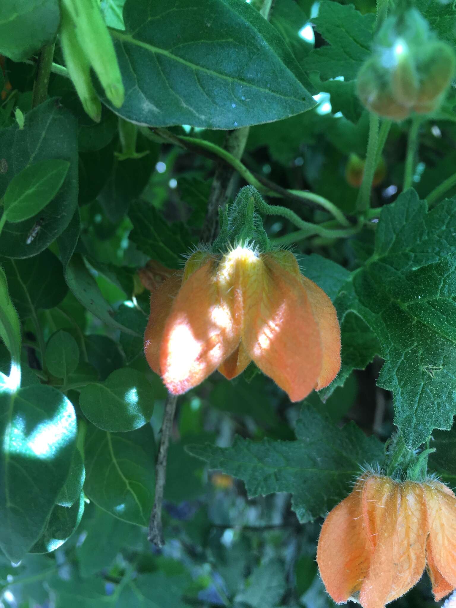 Image of Caiophora cirsiifolia C. Presl