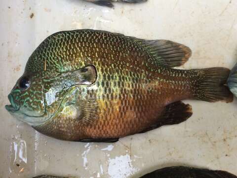 Image of Longear Sunfish