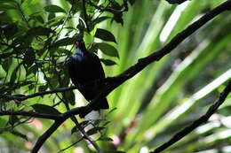 Image of blue pigeon