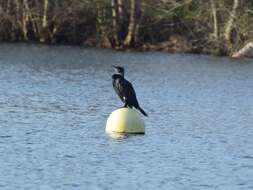 Image of Black Shag