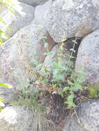 Image of desert penstemon