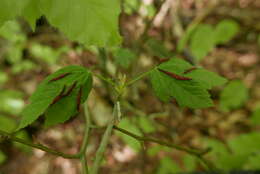 Image of Contarinia acerplicans (Kieffer 1889)