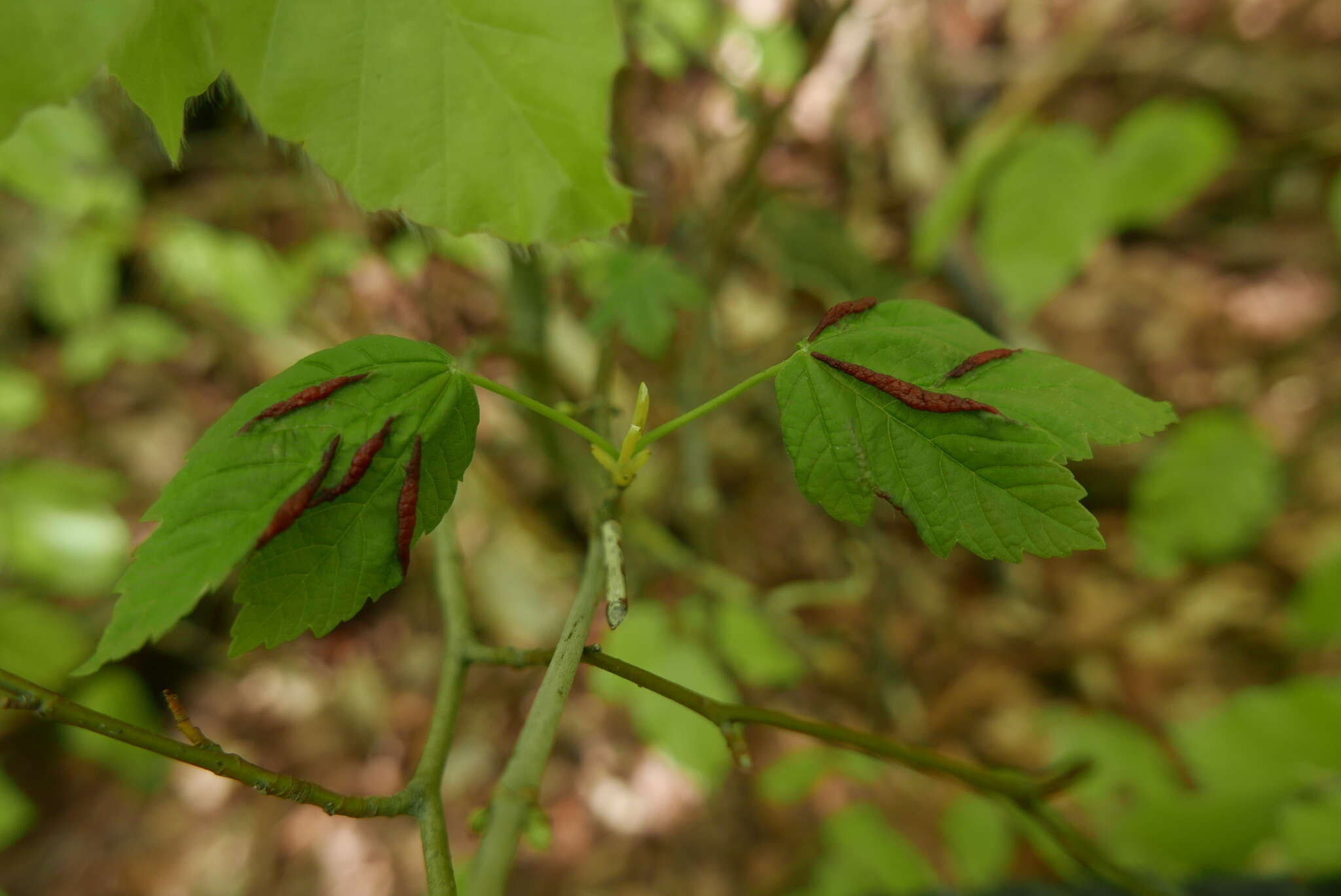 Image of Contarinia acerplicans (Kieffer 1889)