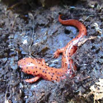 Image of Eastern Mud Salamander