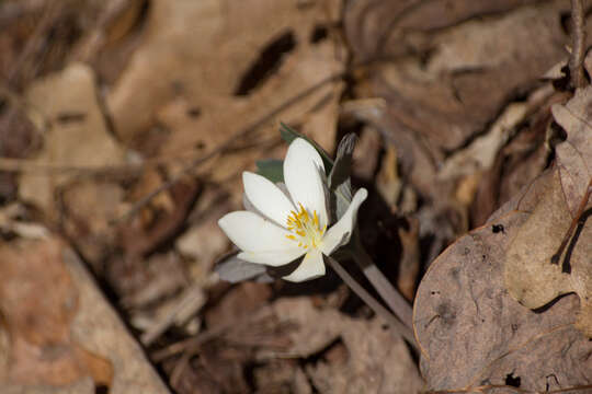 Image of bloodroot