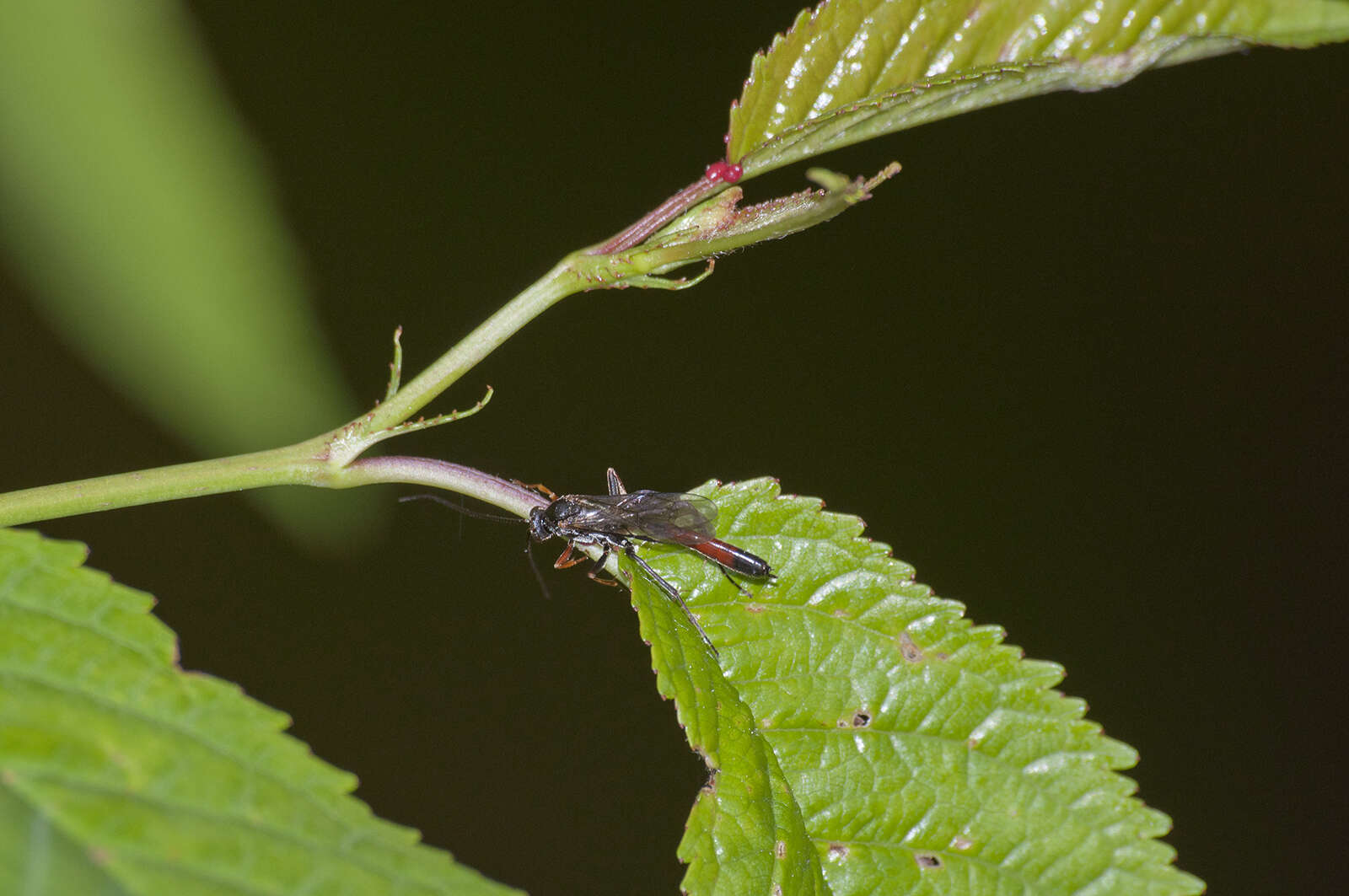 Image of Dusona bicoloripes (Ashmead 1906)