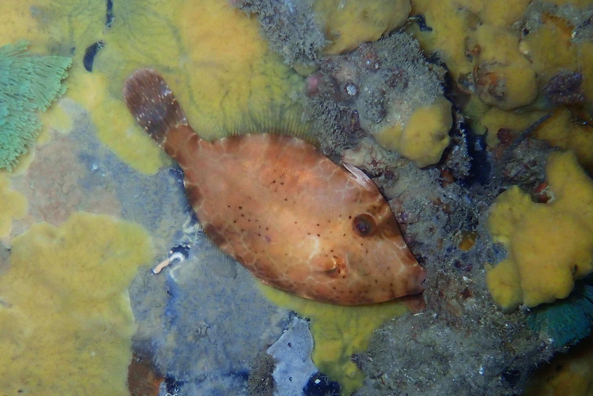 Image of Black leatherjacket